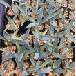 画像2: Agave applanata (2)