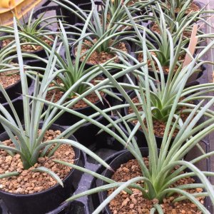 画像: Agave stricta - v . echinus