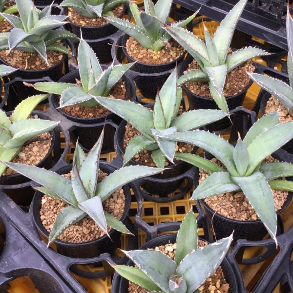 画像2: Agave purpusorum (2)