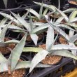 画像1: Agave scabra (1)