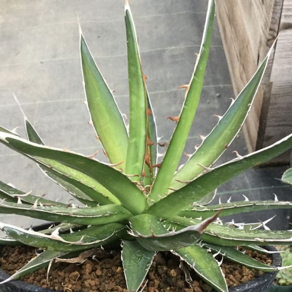 画像1: Agave horrida  perotensis (1)