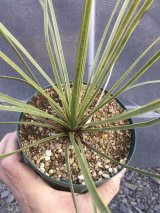 画像: Yucca  thompsoniana