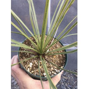 画像: Yucca  thompsoniana