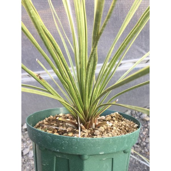 Yucca thompsoniana - M's plants