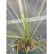 画像2: Yucca  thompsoniana (2)