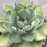 画像: Agave potatorum  '吉祥冠 '