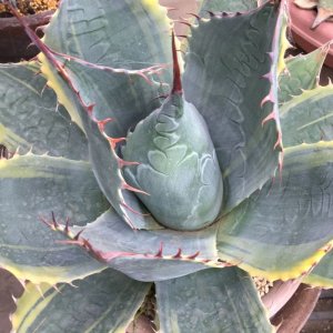 画像: Agave parrasana  ‘頼光錦’