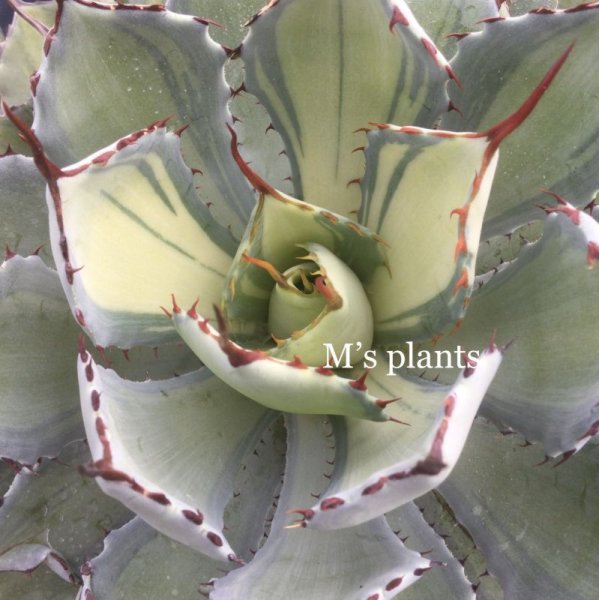 Agave potatorum '吉祥冠錦 中斑' - M's plants