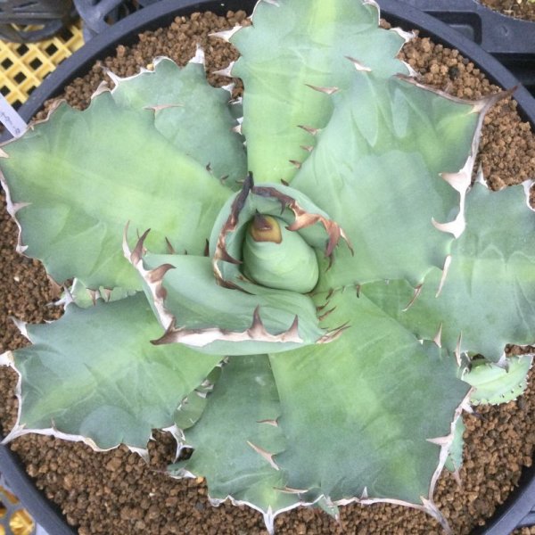 画像2: Agave  titanota  ‘No.1’ (2)