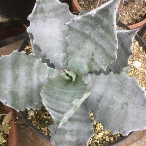 画像: Agave  colorata   選抜株