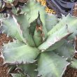 画像1: Agave  titanota  ‘No.1’ (1)