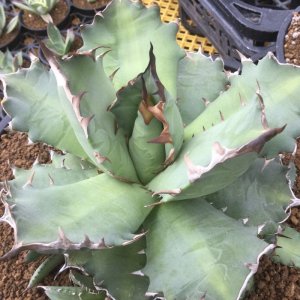 画像: Agave  titanota  ‘No.1’