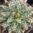 画像1: Agave   victoriae-reginae ’姫笹の雪‘  極小タイプ (1)