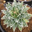 画像2: Agave   victoriae-reginae ’姫笹の雪‘ 良型タイプ (2)