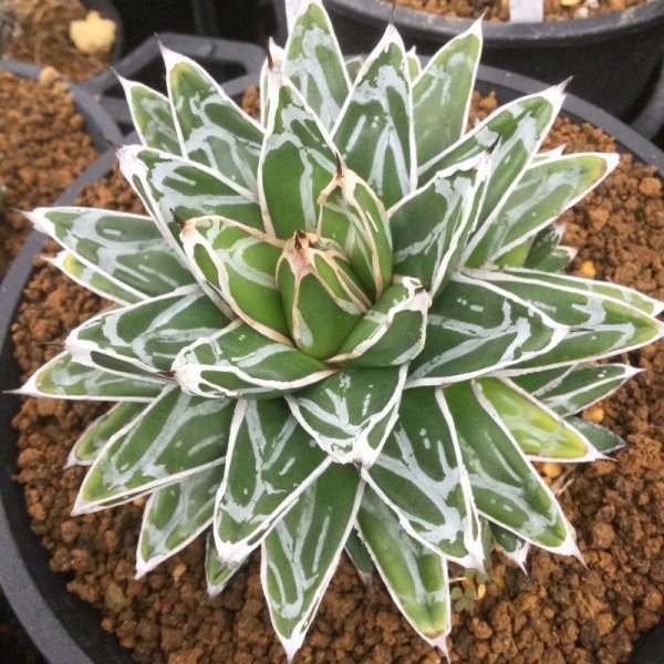 画像2: Agave   victoriae-reginae ’姫笹の雪‘ 良型タイプ (2)