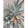 画像1: Agave chrysoglossa (1)