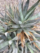 画像: Agave chrysoglossa