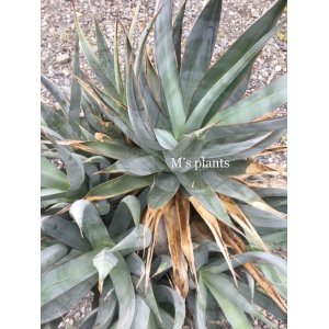 画像: Agave chrysoglossa