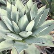 画像1: Agave  parryi  ‘吉祥天’ (1)