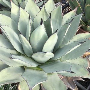 画像: Agave  parryi  ‘吉祥天’