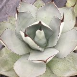 画像: Agave parryi v.  truncata