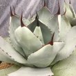 画像2: Agave parryi v.  truncata (2)