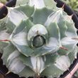 画像1: Agave potatorum  '王妃雷神　白中斑‘ (1)