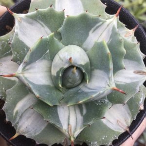 画像: Agave potatorum  '王妃雷神　白中斑‘