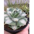 画像2: Agave potatorum  '王妃雷神　白中斑‘ (2)