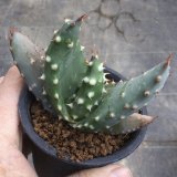 画像: Aloe aculeata v. crousiana