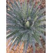 画像1: Agave filifera (1)