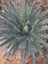 画像: Agave filifera