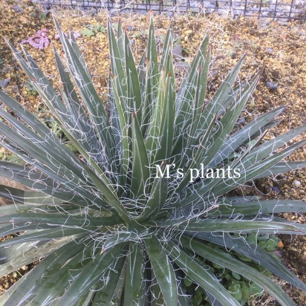 画像2: Agave filifera (2)