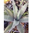 画像2: Agave   不明種　   G-01 (2)