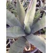 画像3: Agave   不明種　   G-01 (3)