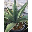 画像1: Agave   不明種　   G-01 (1)