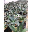 画像1: Agave montana (1)