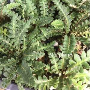 画像: Asplenium ceterach