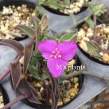 画像: Tradescantia navicularis