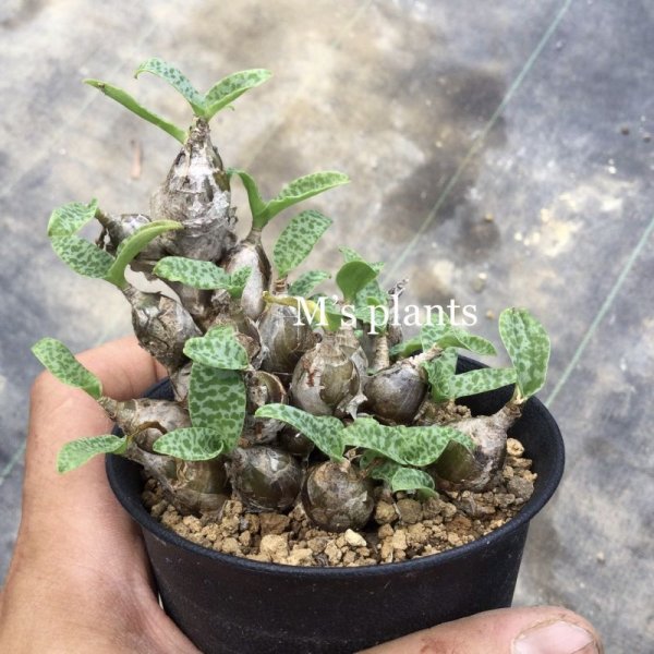 パソコン●レデボウリア　オバティフォリア/ledebouria ovatifolia サボテン