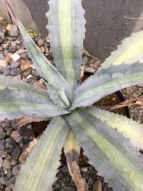 画像: Agave americana var. expansa mediopicta ‘Pallida'