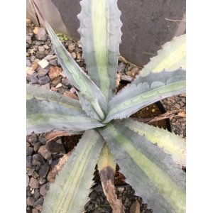 画像: Agave americana var. expansa mediopicta ‘Pallida'