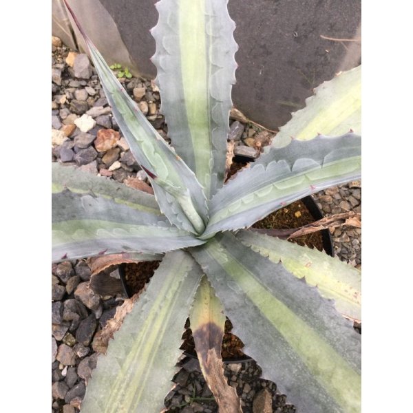 画像1: Agave americana var. expansa mediopicta ‘Pallida' (1)