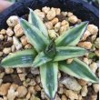 画像2: Agave   victoriae-reginae ’姫笹の雪　黄覆輪‘ (2)