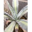 画像2: Agave americana var. expansa mediopicta ‘Pallida' (2)