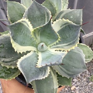 画像: Agave potatorum  '鳳凰‘