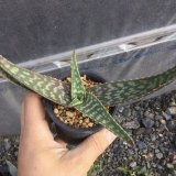 画像: Aloe transvaalensis