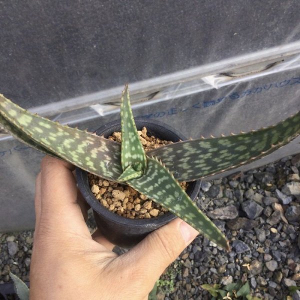 画像1: Aloe transvaalensis (1)