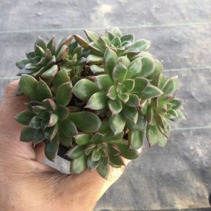エケベリア - M's plants