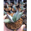 画像2: Aloe petricola (2)